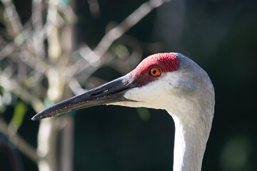 Sandhill Crane Profile