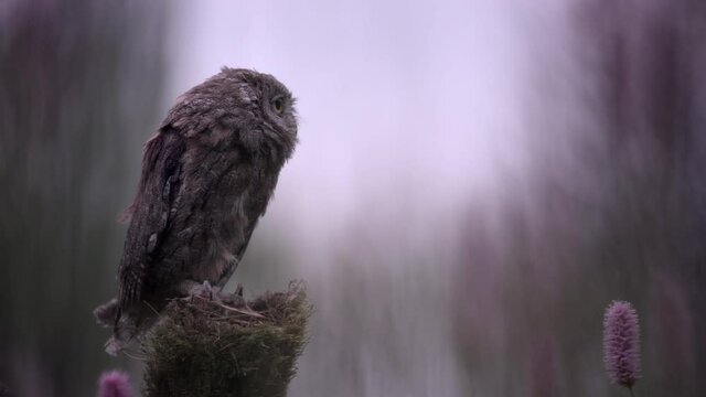 Eurasian scops owl (Otus scops) resting on a tree trunk in a meadow full of flowers.