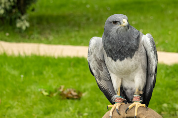 bird of prey portrait