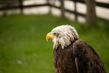 Obraz premium portrait eagle on grass
