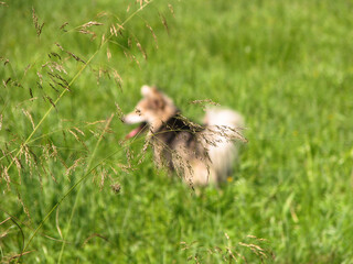 Cute pet on the nature near the house. Homeless poor dog playing on the street and looking at the camera. Stock photo for design