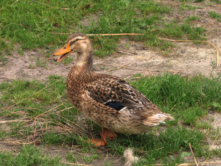 Domestic duck in a farm land. Park decoration bird in a public place. Stock photo for design