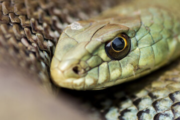 Culebra bastarda