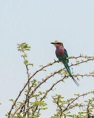 Lilac breasted roller in a thorn tree