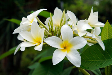 Fototapeta na wymiar White and yellow frangipani flowers (Plumeria obtusa)