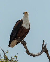 African Fish eagle on a branch with blue sky behind