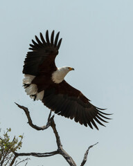 african fish eagle in flight