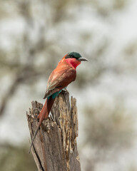 carmine bee eater on a log