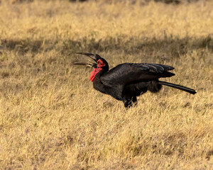 Southern ground hornbill feeding with beak open
