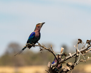 Lilac breasted roller in a branch with blue sky