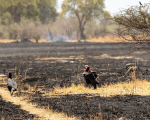 Ground Hornbill in burnt out grass