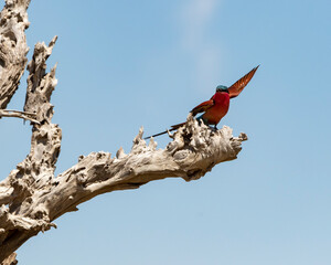 Carmine Bee Eater with wings out on log