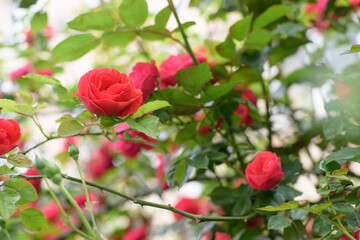 Closeup of rose bush flowers