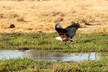 African Fish eagle flying above the river