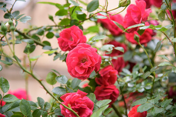 Closeup of rose bush flowers