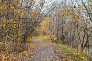 autumn in the forest, park and road