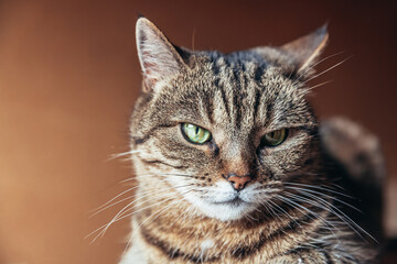 Funny portrait arrogant short-haired domestic tabby cat posing on dark brown background. Little...