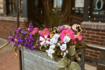 Metal planter box filled with a variety of flowers along Pearl Street Mall.  Boulder, Colorado, USA