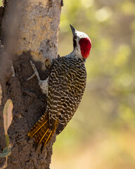 Bennets woodpecker sitting in a tree