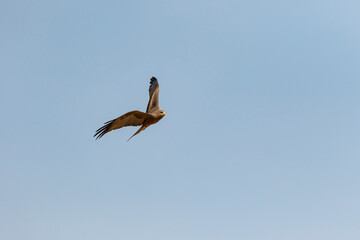 hawk, kite, raptor, in flight with blue sky