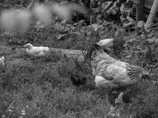 Chicken with a walk in nature in the village. among flowers and bushes, farm animals. Stock photo for design