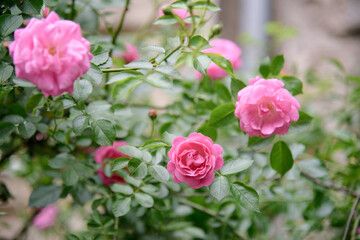 Closeup of rose bush flowers