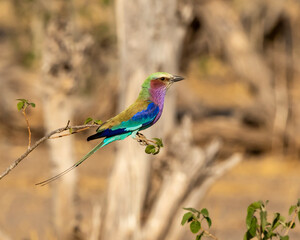 Lilac Breasted Roller sitting on a branch