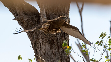 hawk eagle raptor in flight 