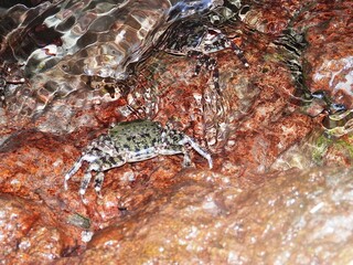 crab on the rock
