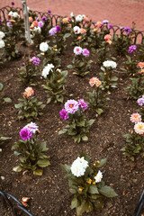 Colorful Dahlia flowers planted in flower beds along Pearl Street Mall.  Boulder, Colorado, USA
