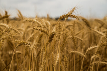 gold wheat in the fields