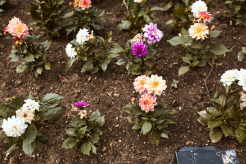 Colorful Dahlia flowers planted in flower beds along Pearl Street Mall.  Boulder, Colorado, USA