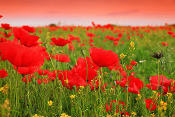 Beautiful field of red poppies