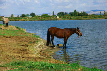 The brown horse stands near the lake