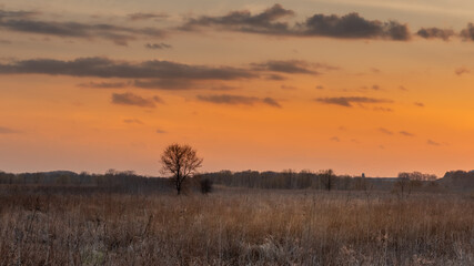 Plakat Muted orange sky at sunset over a grassy nature area