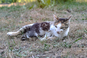 Mom cat with her children kittens. Kitten pet milk on the nature. Pet in the countryside. Stock background for design