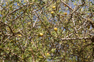 Fruits of Argan tree (Argania spinosa) on the branch. Fresh argan fruits