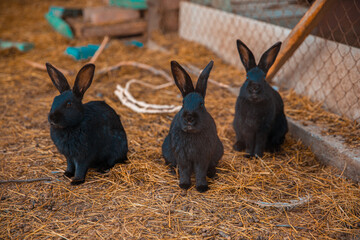 Black domestic rabbits in the farmland in autumn