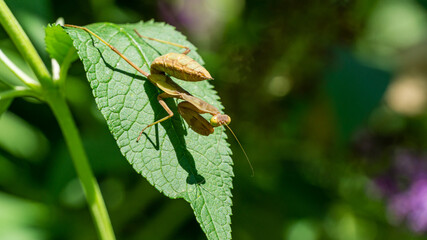 Macro of little child male European Mantis or Praying Mantis (Mantis Religiosa) from family Sphodromantis viridis looks into camera and sits on green leaf. Close-up in natural habitat with copy space