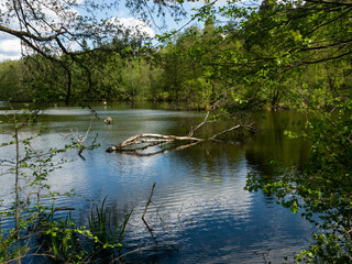 Lake in Kaszuby surrounded by the trees.Poland