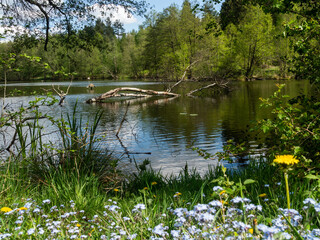 Lake in Kaszuby surrounded by the trees.Poland