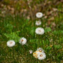 Close up of white flowers, early spring. Selective focus.
