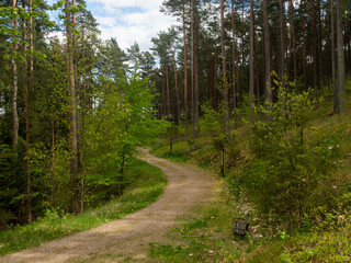 Fototapeta na wymiar A path in the forest. Early spring, trees with fresh leaves on the trees. Poland
