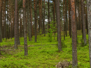 Beautiful landscape of pine forest in sunny day. Nature Wallpaper. The tall trees of the pine trees growing in the old forest.