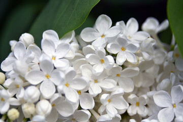 Close up of a white lilac flower