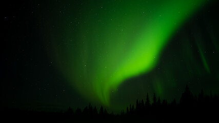 Fototapeta premium aurora borealis in the forest