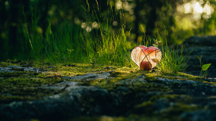 Back lit glas heart in the forest 