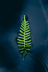 Fern landing in the water