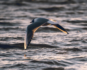 Seagull gliding across the water