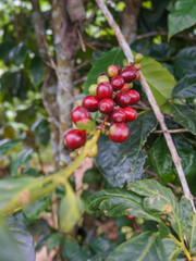 Red arabica coffee fruit in branches
